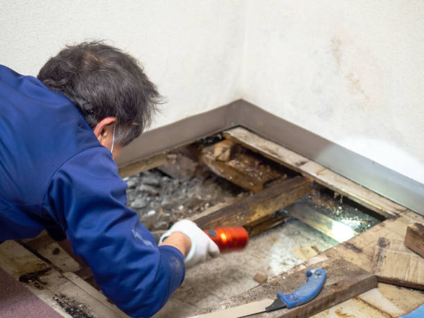 Best Health and Safety Mold Remediation in Grinnell, IA