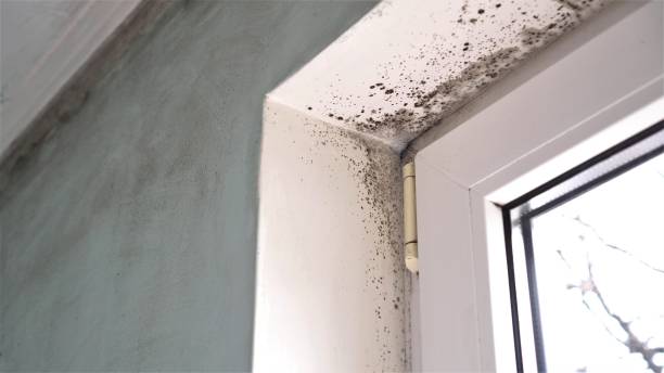 Best Insurance-Related Mold Remediation in Grinnell, IA