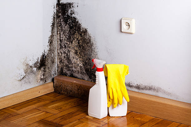 Best Industrial Mold Remediation in Grinnell, IA